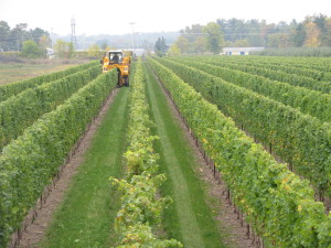 Grape harvesting ii