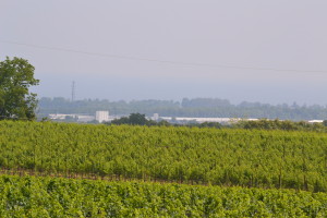 Wine fields above Beamsville